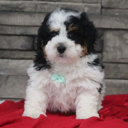 Prod�m �t���tka Bernedoodle.