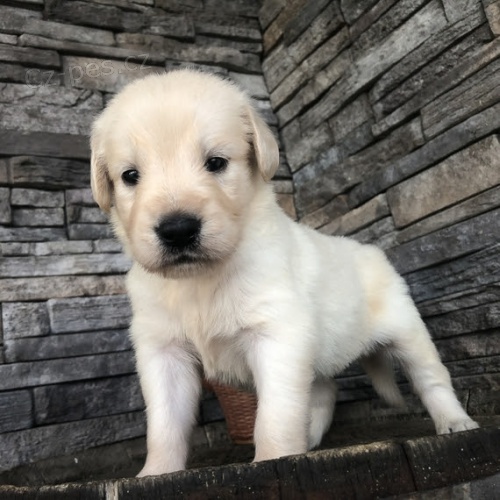 �t��ata Zlat�ho Retr�vra na prodej.