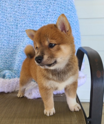 N�dhern� �t��ata Shiba inu