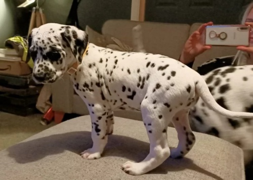 Prod�m Dalmatsk� �t��ata