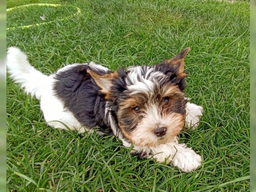 �t��ata Jork��rsk� terier