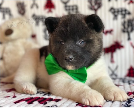 �t��ata Akita Inu jsou p�ipravena na nov� �t���tka.