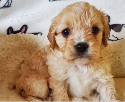 �t���tka Cavapoo jsou p�ipravena na nov� rodiny.