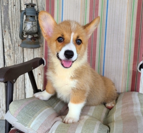 �t��ata Welsh Corgi Pembroke jsou p�ipravena na nov� rodiny.
