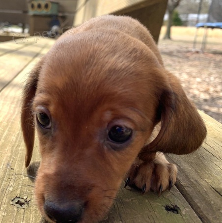 �t��ata jezev��ka jsou p�ipravena na nov� �t���tka.