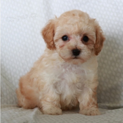 �t��ata pudl� jsou p�ipravena na nov� �t���tka.