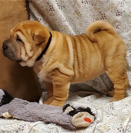 �t��ata Shar-Pei jsou p�ipravena na nov� �t��ata.