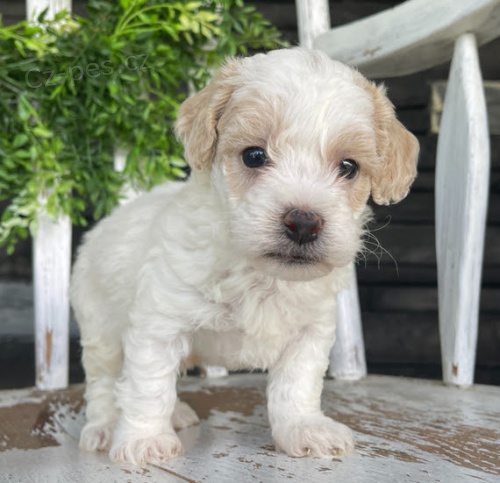 Zdrav� �t��ata Bichonpoo