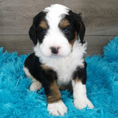 Prod�m �t��ata bernsk�ho sala�nick�ho psa.