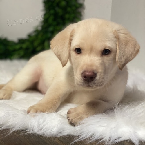 �t��ata labradora na prodej.