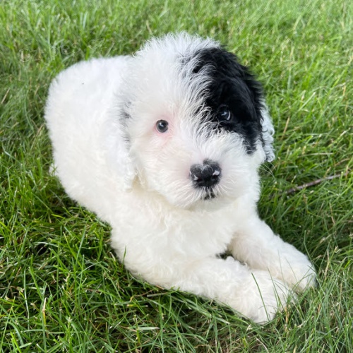 ��asn� a zdrav� portugalsk� vodn� pes na prodej.