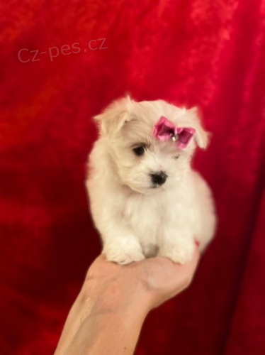 maltsk� �t��ata na prodej.