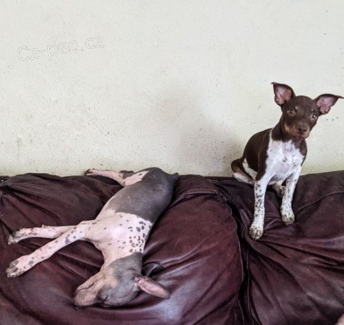 americk� bezsrst� terier