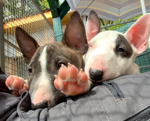 2 Miniaturn� �t��ata BullTerrier pro nov� domovy