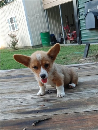 Kr�sn� �t��ata welsh corgi pembroke (jedna d�vka dva chlapci)