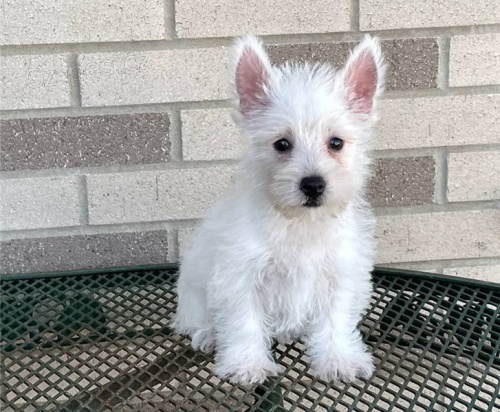 West high land �t��ata k dispozici