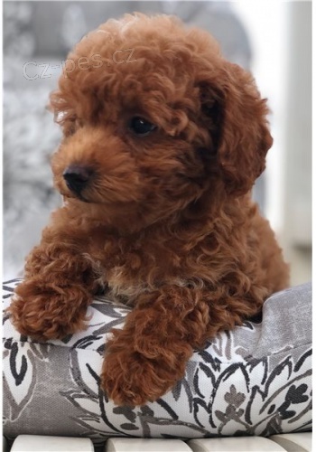 **** �t��ata pudla