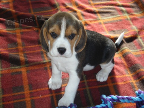 Beagle �t��ata