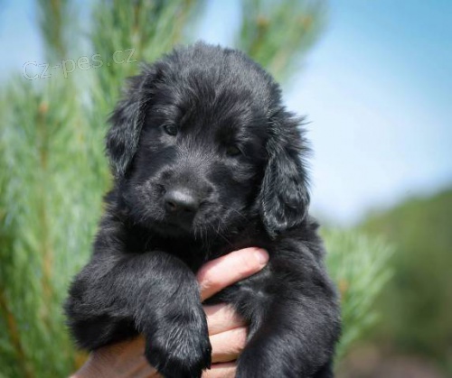 �t��ata Flat coated retrievera s PP