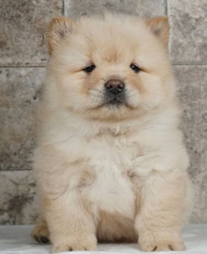 �t��ata �au �au (Chow Chow) k dispozici