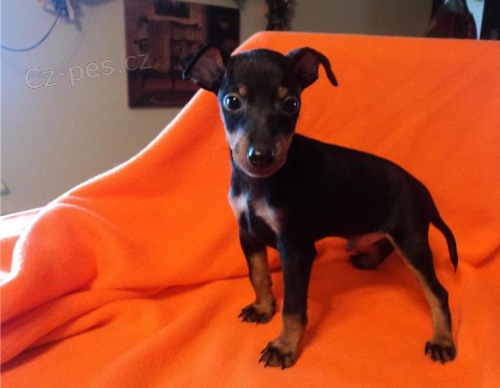 �t��ata Manchester terrier k dispozici