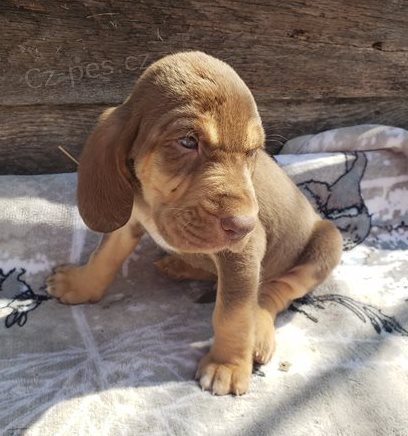 �t��ata Bloodhound k dispozici