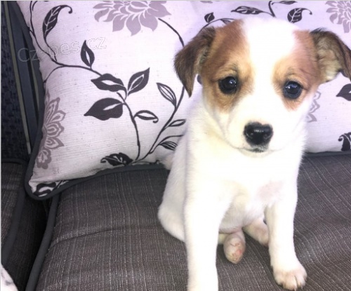 �ivava �t��ata pro adopci zdarma