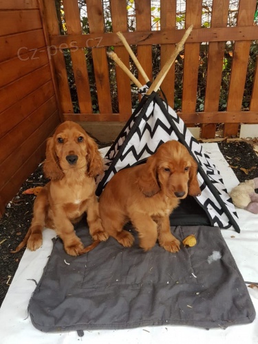 Kr�lov�hradeck� kraj je k adopci   