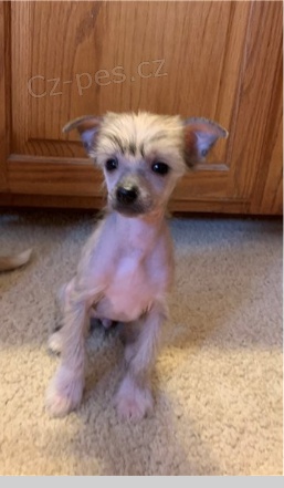 ��nsk� chocholat� �t��ata jsou p�ipravena na adopci a nov� rodiny.