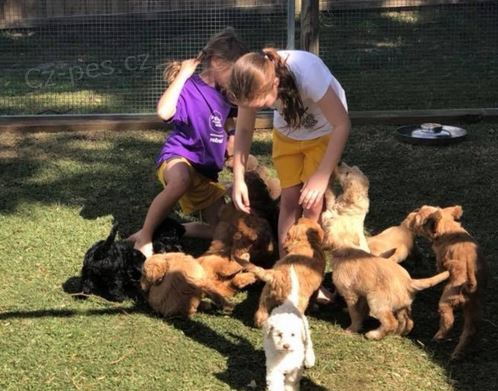 �t��ata australsk�ho Cobberdoga