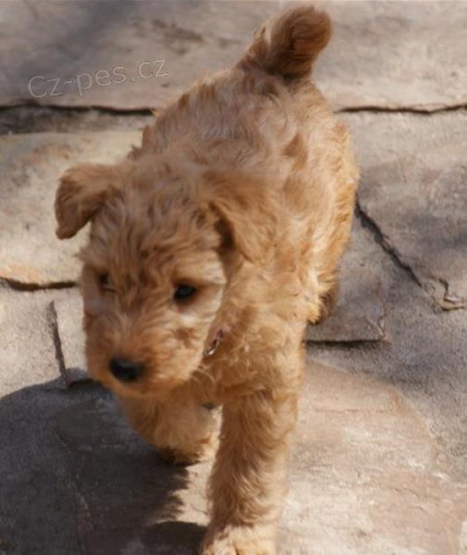 �t��ata Lakeland Terrier k dispozici