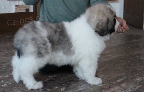 �t��ata Pyrenejsk� mastif k dispozici