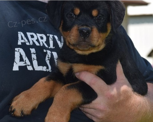 �t��ata rotvajlera jsou p�ipravena k adopci.