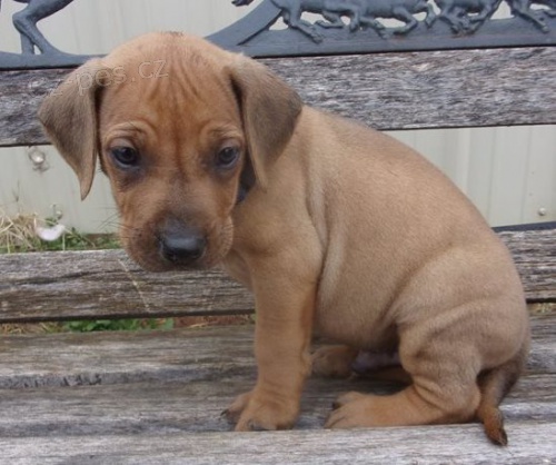 �t��ata Rhodesk� Ridgeback k dispozici