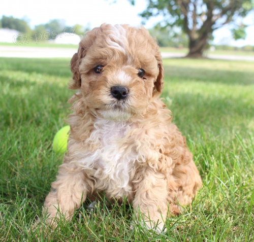 �t��ata Shih Tzu k dispozici