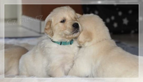 a zdrav� �t��ata zlat�ho retr�vra