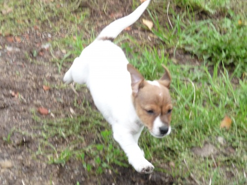 �t��ata Jack Russell Terrier zoufale tou�� po nov�ch rodi��ch