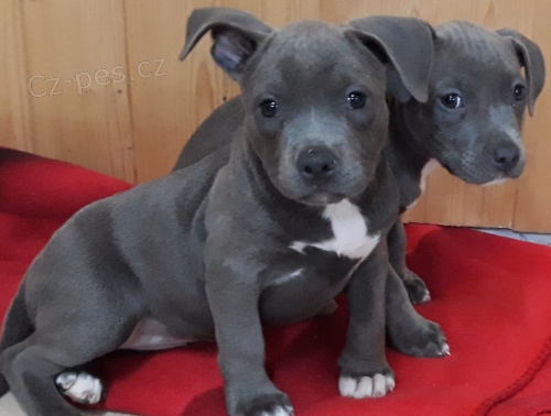 2 Americk�  Blu pitbulteri�r pro nov� domy