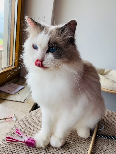 Ragdoll ko�ata k adopci