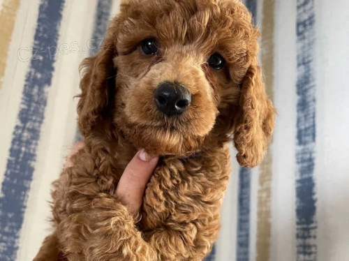 roztomil� �t��ata pudla