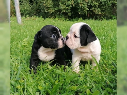 Anglick� buldok s PP