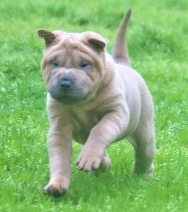 2 Shar Pei �t��ata k dispozici kontakt pro v�ce informac� a obr�zk�