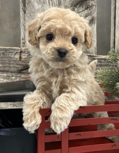 Kr�sn� �t��ata BICHON POO k dispozici a p�ipraven� k prodeji.