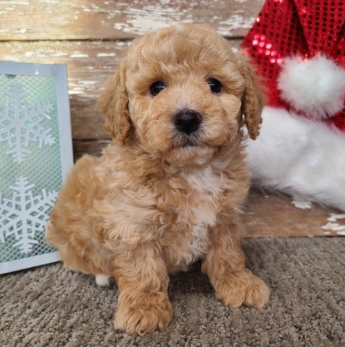 Prod�m kr�sn� �t���tka BICHON POO.