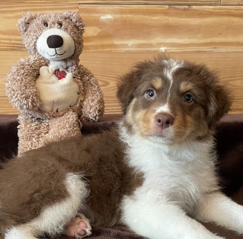 Prod�m �t��ata australsk�ho ov��ka