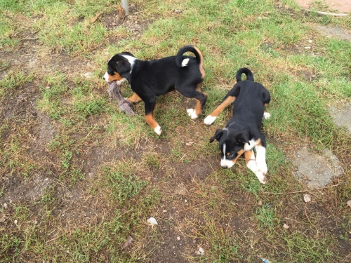 2 Appenzell Appenzell �t��ata Appenzell