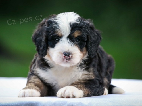 Prod�m kr�sn� �t���tka Bernedoodle.
