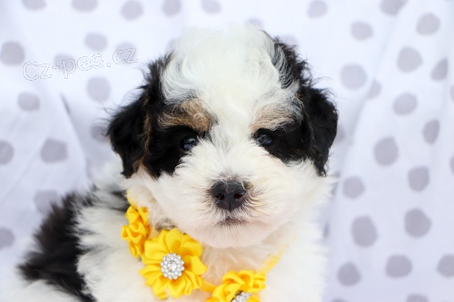 Prod�m mal� �t���tka Bernedoodle.