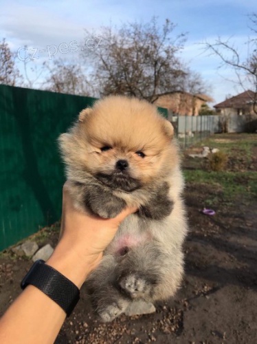 Pomeranian �t��ata na prodej.