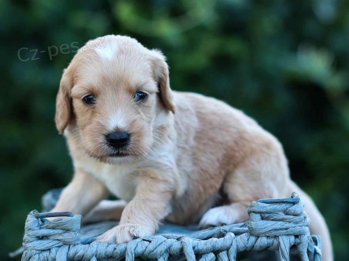 ZDRAV� a O�KOVAN� �t��ata Goldendoodle na prodej.